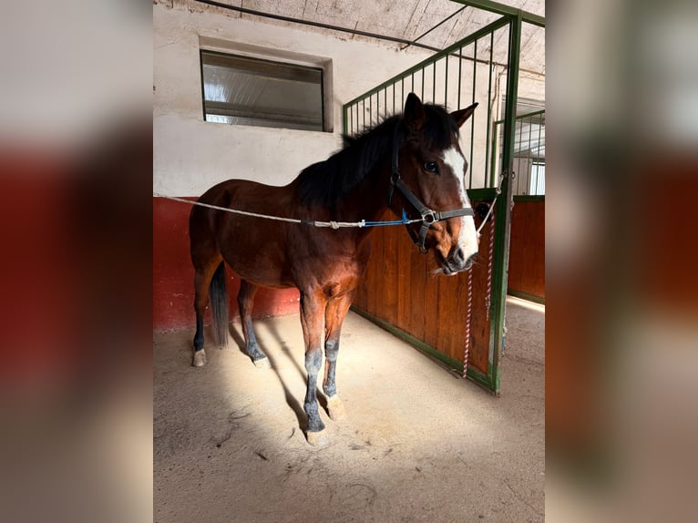 Altri pony/cavalli di piccola taglia Giumenta 16 Anni Baio in Nervesa della Battaglia