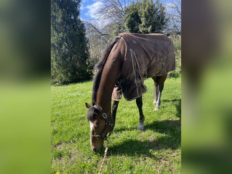 Altri pony/cavalli di piccola taglia Giumenta 16 Anni Baio in Nervesa della Battaglia