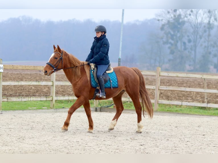 Altri pony/cavalli di piccola taglia Giumenta 17 Anni 153 cm Sauro ciliegia in Bogaarden