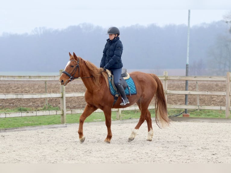 Altri pony/cavalli di piccola taglia Giumenta 17 Anni 153 cm Sauro ciliegia in Bogaarden