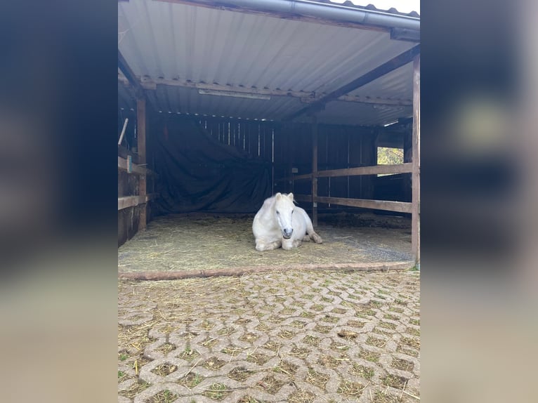 Altri pony/cavalli di piccola taglia Giumenta 18 Anni 110 cm Bianco in Frechen