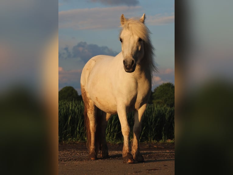 Altri pony/cavalli di piccola taglia Giumenta 18 Anni 110 cm Bianco in Frechen
