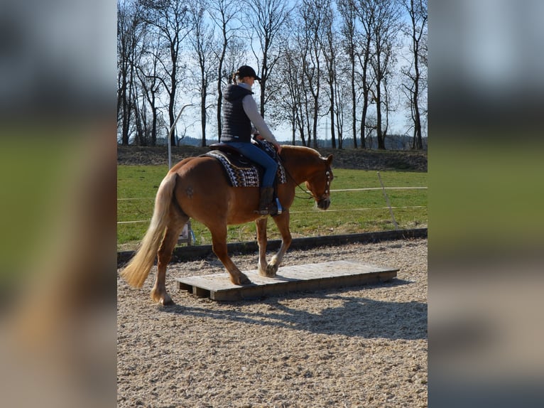 Altri pony/cavalli di piccola taglia Mix Giumenta 18 Anni 140 cm Sauro in Leutkirch im Allgäu