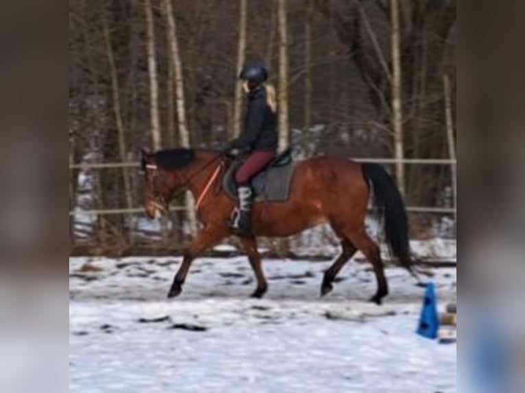 Altri pony/cavalli di piccola taglia Giumenta 18 Anni 147 cm Baio in Bayerbach