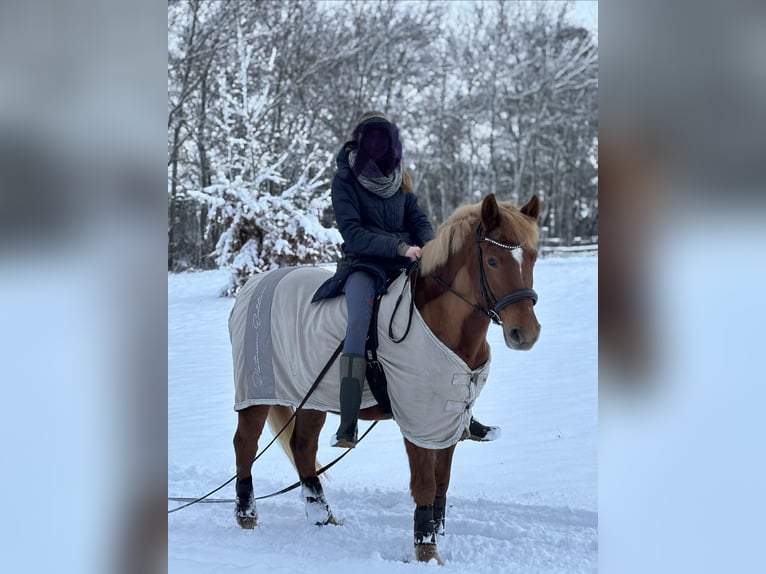 Altri pony/cavalli di piccola taglia Mix Giumenta 18 Anni 147 cm Sauro in Winsen (Luhe)