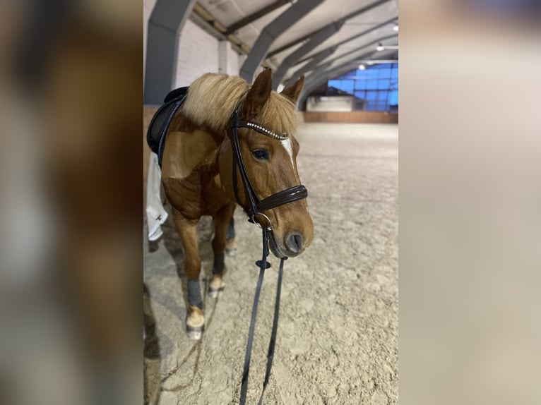 Altri pony/cavalli di piccola taglia Mix Giumenta 18 Anni 147 cm Sauro in Winsen (Luhe)