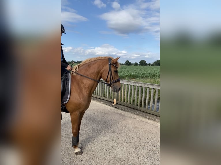 Altri pony/cavalli di piccola taglia Mix Giumenta 18 Anni 147 cm Sauro in Winsen (Luhe)