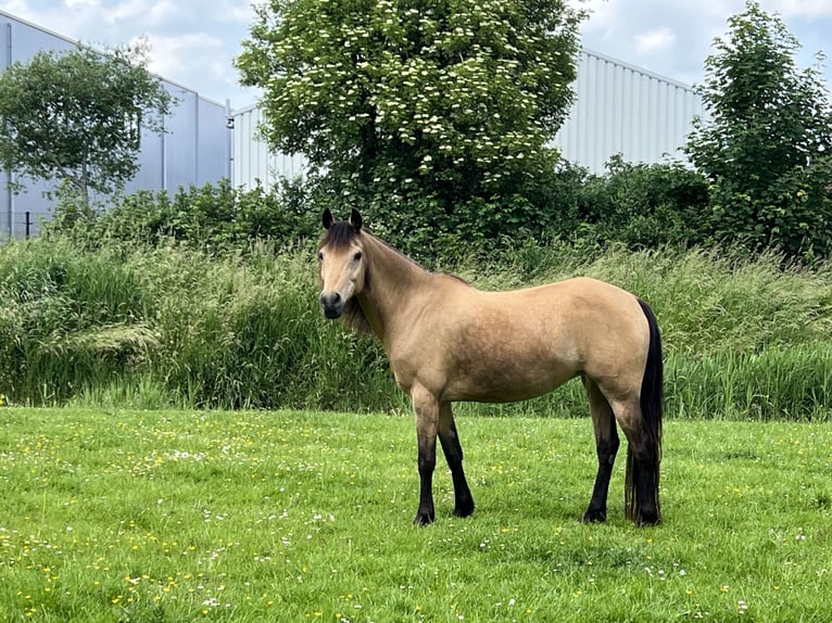 Altri pony/cavalli di piccola taglia Giumenta 18 Anni 148 cm Pelle di daino in Zwaag