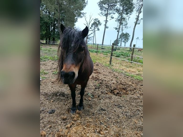 Altri pony/cavalli di piccola taglia Giumenta 19 Anni 104 cm Baio scuro in Hostens