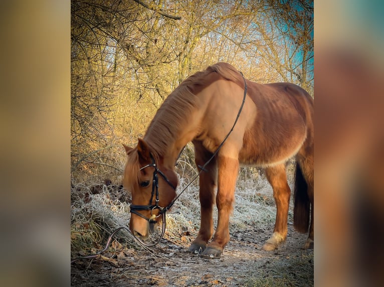 Altri pony/cavalli di piccola taglia Giumenta 19 Anni 140 cm Sauro in Willerstedt