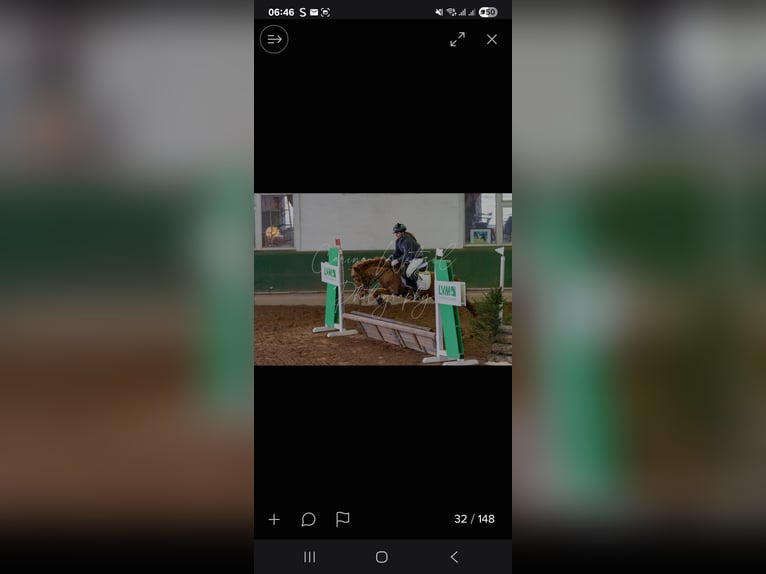 Altri pony/cavalli di piccola taglia Giumenta 19 Anni 140 cm Sauro in Willerstedt