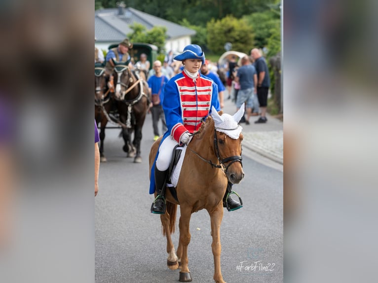 Altri pony/cavalli di piccola taglia Giumenta 19 Anni 140 cm Sauro in Willerstedt
