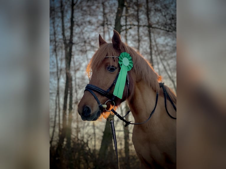Altri pony/cavalli di piccola taglia Giumenta 19 Anni 140 cm Sauro in Willerstedt