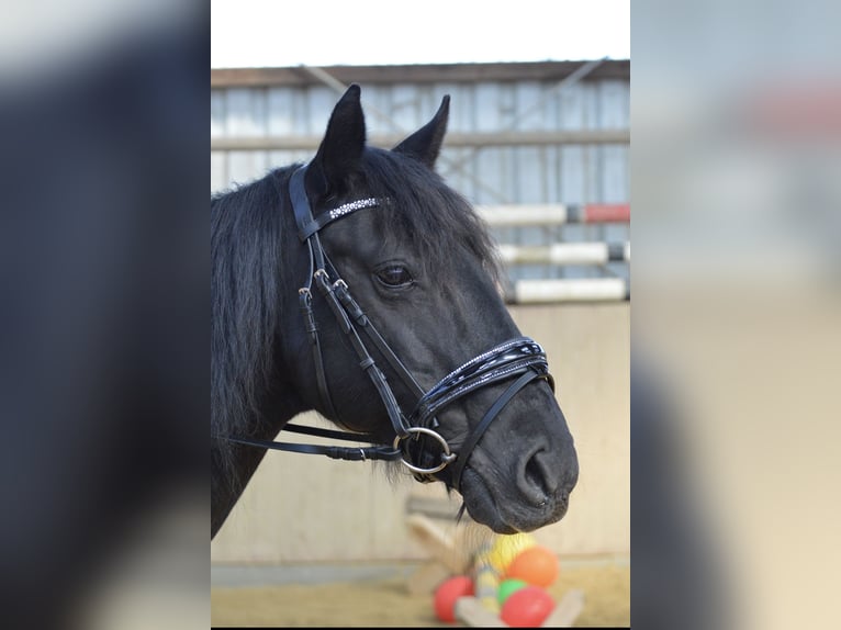 Altri pony/cavalli di piccola taglia Giumenta 19 Anni 147 cm in Ennepetal
