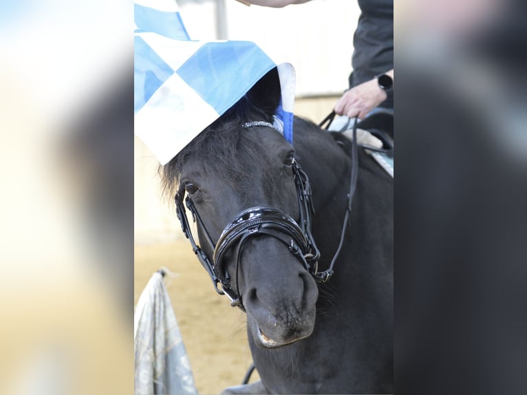 Altri pony/cavalli di piccola taglia Giumenta 19 Anni 147 cm in Ennepetal