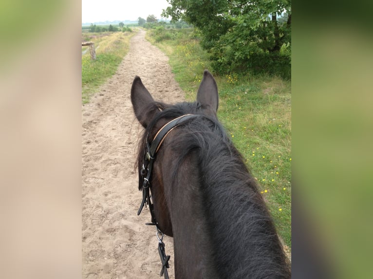 Altri pony/cavalli di piccola taglia Giumenta 19 Anni 147 cm Morello in Ennepetal
