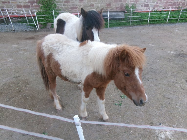 Altri pony/cavalli di piccola taglia Mix Giumenta 1 Anno 101 cm Pezzato in Berga