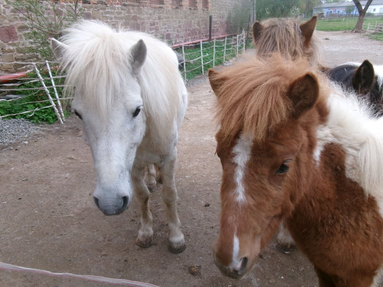 Altri pony/cavalli di piccola taglia Mix Giumenta 1 Anno 101 cm Pezzato in Berga