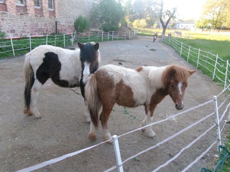 Altri pony/cavalli di piccola taglia Mix Giumenta 1 Anno 101 cm Pezzato in Berga