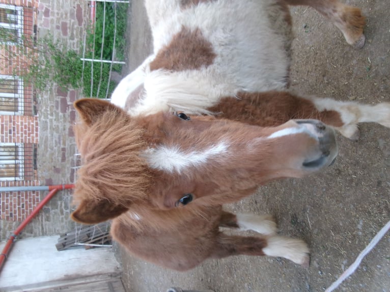 Altri pony/cavalli di piccola taglia Mix Giumenta 1 Anno 101 cm Pezzato in Berga
