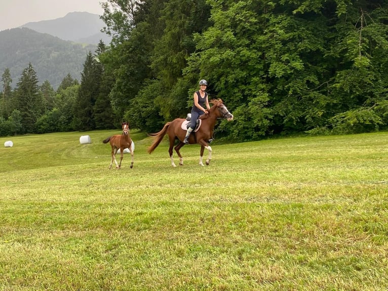 Altri pony/cavalli di piccola taglia Giumenta 1 Anno 146 cm Baio in VandansVandans