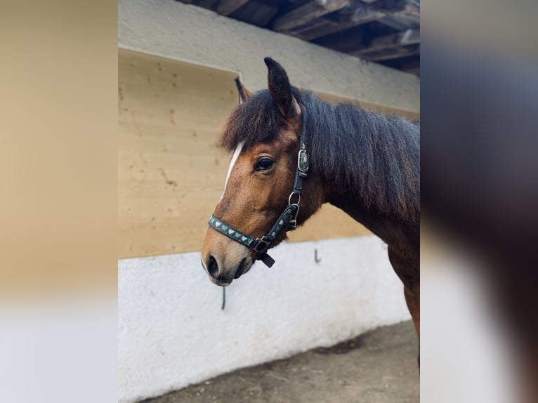 Altri pony/cavalli di piccola taglia Giumenta 1 Anno 146 cm Baio in VandansVandans
