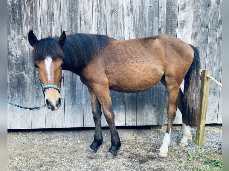 Altri pony/cavalli di piccola taglia Giumenta 1 Anno 146 cm Baio in VandansVandans