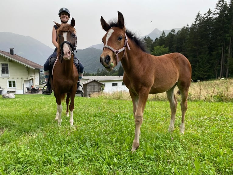 Altri pony/cavalli di piccola taglia Giumenta 1 Anno 146 cm Baio in VandansVandans
