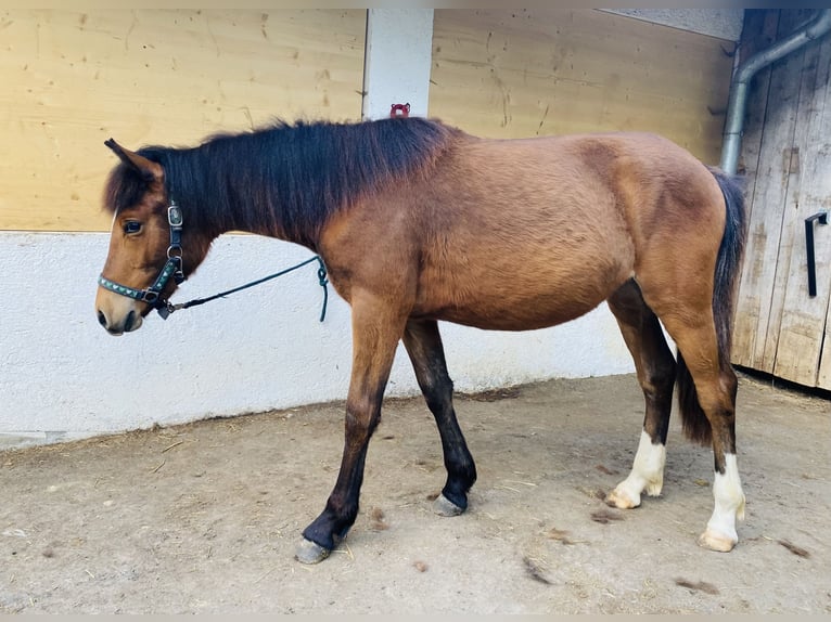 Altri pony/cavalli di piccola taglia Giumenta 1 Anno 146 cm Baio in VandansVandans