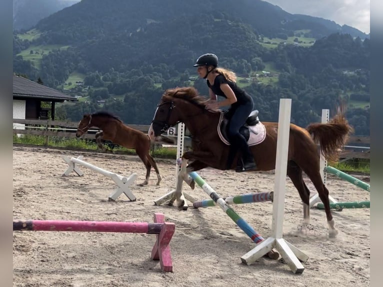 Altri pony/cavalli di piccola taglia Giumenta 1 Anno 146 cm Baio in VandansVandans