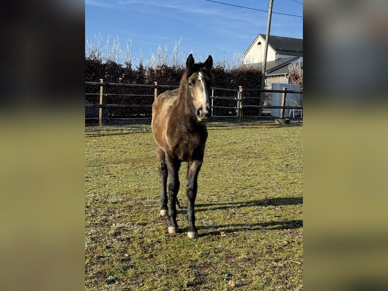 Altri pony/cavalli di piccola taglia Mix Giumenta 1 Anno 147 cm Pelle di daino in Daleiden