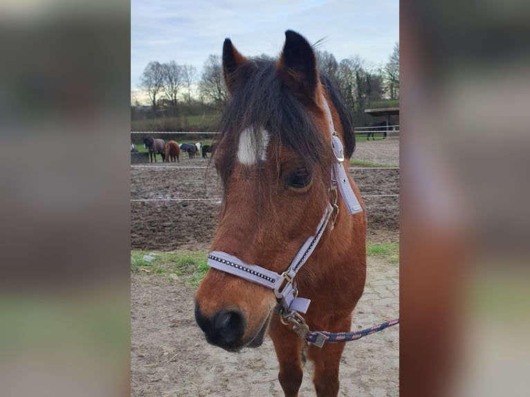 Altri pony/cavalli di piccola taglia Mix Giumenta 21 Anni 122 cm Baio in Löptin