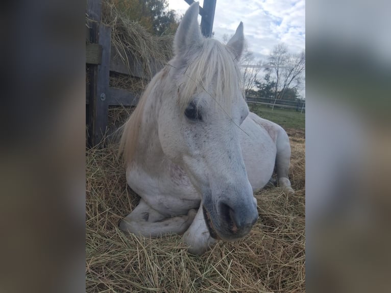 Altri pony/cavalli di piccola taglia Giumenta 21 Anni 130 cm Grigio in Dietzenbach