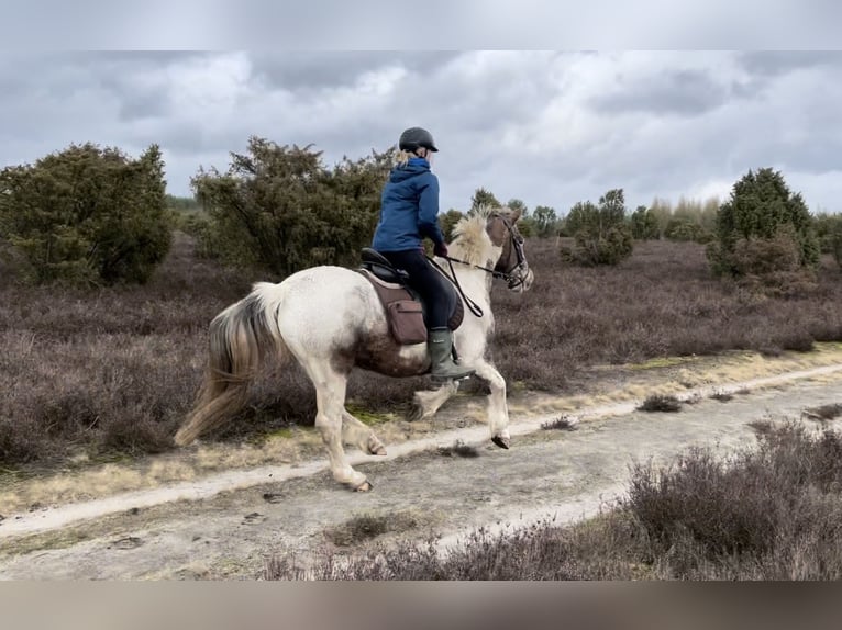 Altri pony/cavalli di piccola taglia Mix Giumenta 26 Anni 145 cm Pezzato in Uelzen