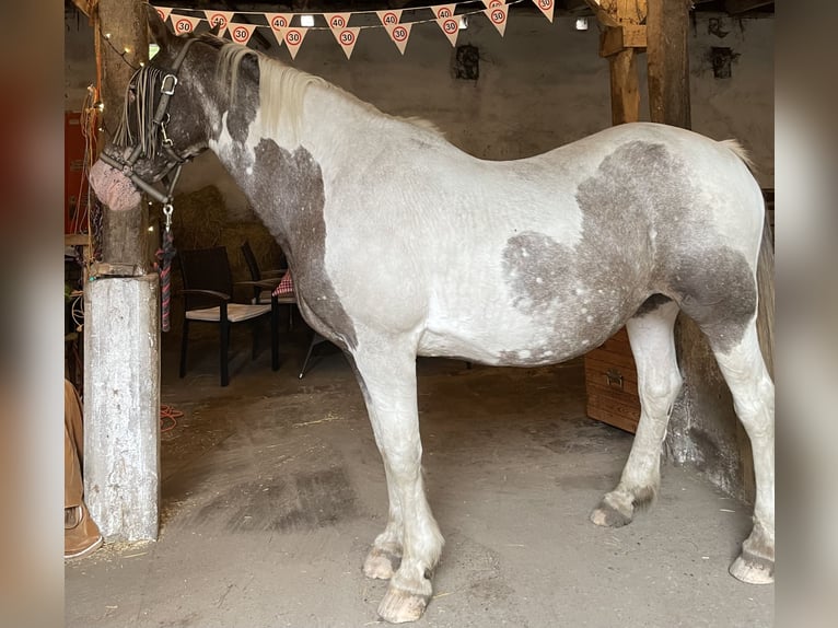 Altri pony/cavalli di piccola taglia Mix Giumenta 26 Anni 145 cm Pezzato in Uelzen