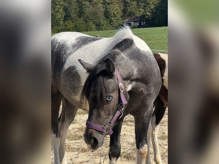 Altri pony/cavalli di piccola taglia Giumenta 2 Anni 120 cm Pezzato in Reinersdorf