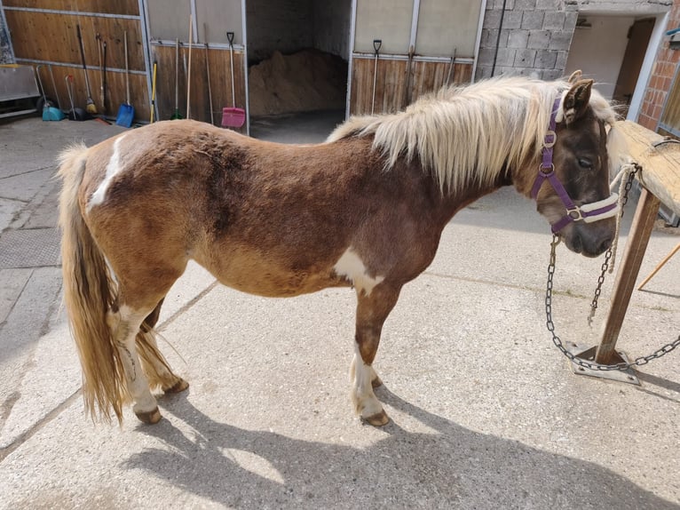 Altri pony/cavalli di piccola taglia Mix Giumenta 2 Anni 123 cm Baio in Harterleiten