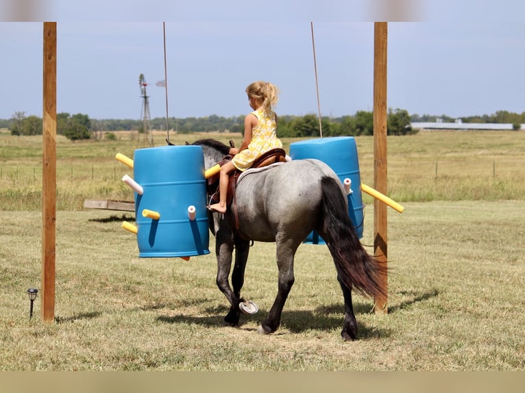 Altri pony/cavalli di piccola taglia Mix Giumenta 2 Anni 142 cm Roano blu in Purdy