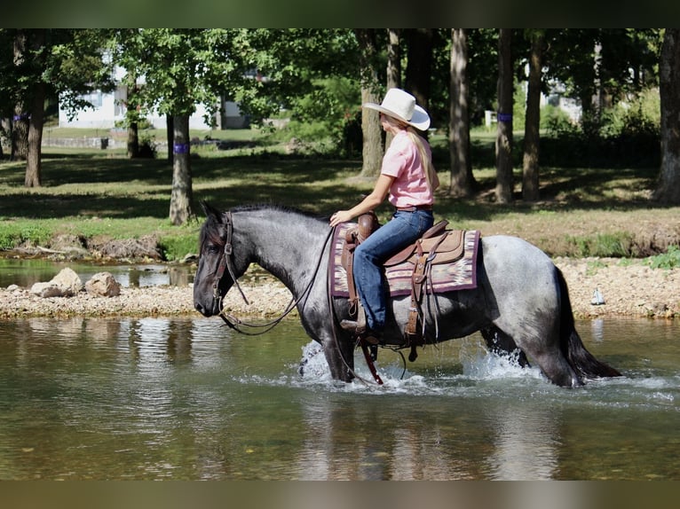 Altri pony/cavalli di piccola taglia Mix Giumenta 2 Anni 142 cm Roano blu in Purdy