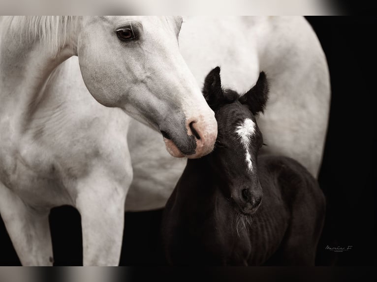 Altri pony/cavalli di piccola taglia Mix Giumenta 2 Anni 146 cm Grigio ferro in Güntersleben