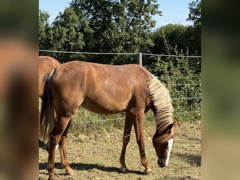 Altri pony/cavalli di piccola taglia Giumenta 2 Anni 146 cm Sauro in Göllersdorf