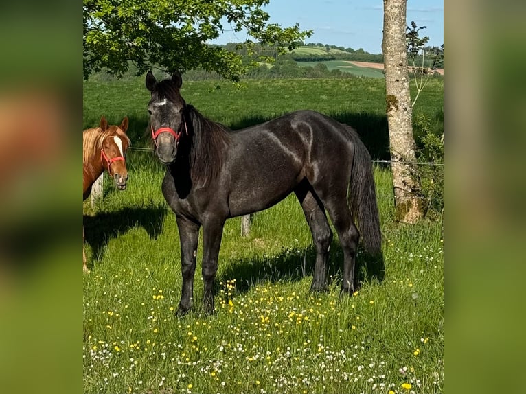 Altri pony/cavalli di piccola taglia Giumenta 2 Anni 155 cm Può diventare grigio in Daleiden