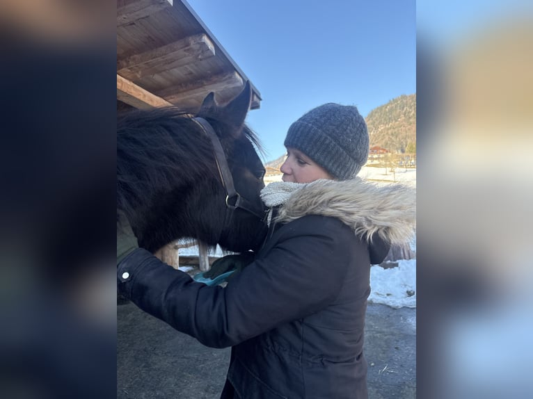Altri pony/cavalli di piccola taglia Giumenta 2 Anni Baio in St Wolfgang