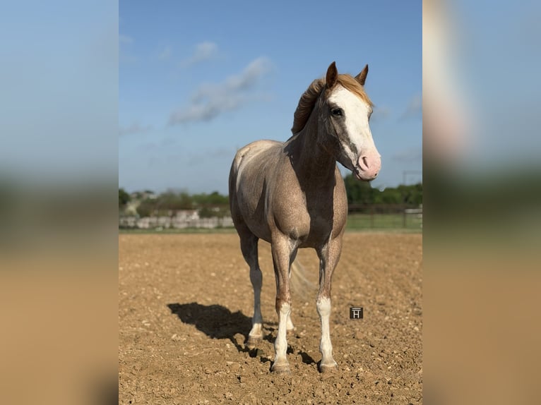 Altri pony/cavalli di piccola taglia Giumenta 3 Anni 132 cm Roano rosso in Weatherford