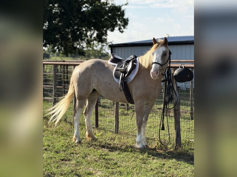 Altri pony/cavalli di piccola taglia Giumenta 3 Anni 132 cm Roano rosso in Weatherford