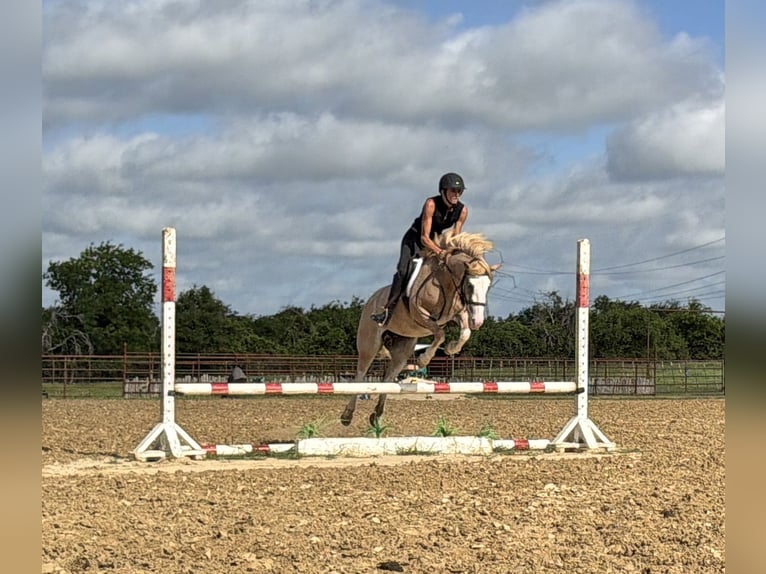 Altri pony/cavalli di piccola taglia Giumenta 3 Anni 132 cm Roano rosso in Weatherford