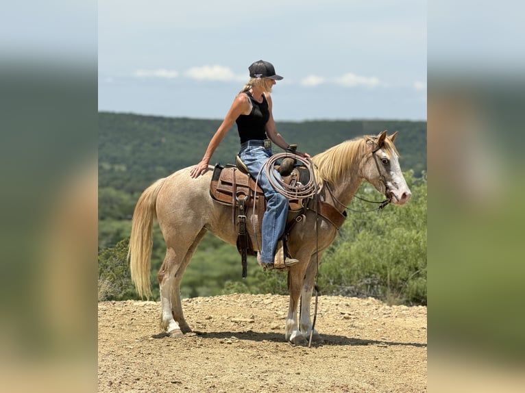 Altri pony/cavalli di piccola taglia Giumenta 3 Anni 132 cm Roano rosso in Weatherford