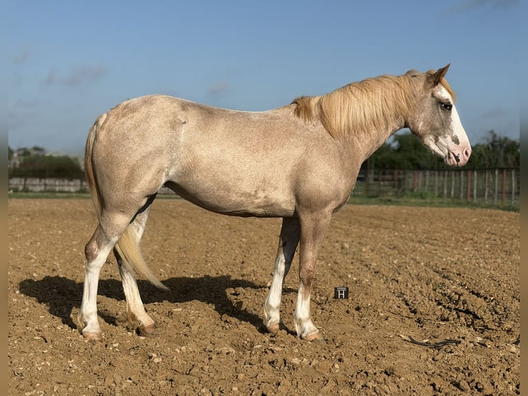Altri pony/cavalli di piccola taglia Giumenta 3 Anni 132 cm Roano rosso in Weatherford