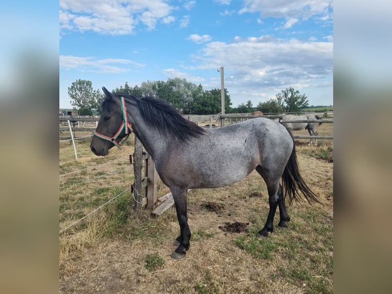 Altri pony/cavalli di piccola taglia Giumenta 3 Anni 140 cm Roano blu in Rechnitz
