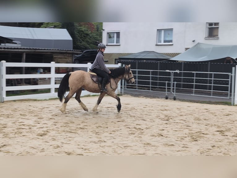 Altri pony/cavalli di piccola taglia Giumenta 3 Anni 142 cm Pelle di daino in Morsbach